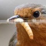 Dried Mealworm for Backyard Bird and Chicken thumbnail-1