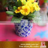 Bulk Buy From China Ceramic Cup Shaped Flower Pot thumbnail-1