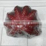 Octopus Flower thumbnail-2