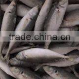 IQF Frozen Horse Mackerel/round Scad thumbnail-5
