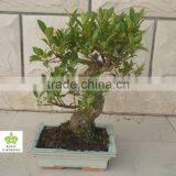Ficus Microcarpa S Bonsai thumbnail-1