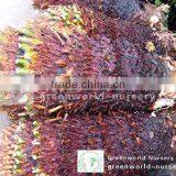 Cycas Revoluta Bare Root Washed thumbnail-1