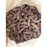 SEA CUCUMBER thumbnail-3