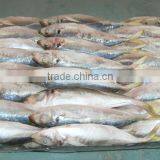 New Frozen Horse Mackerel 20-25cm 23cmup 25cmup