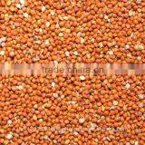 RED MILLET thumbnail-1