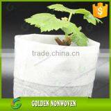 Grapes and Banana Are Packaged by pp Non Woven Fabric by Golden Nonwoven thumbnail-4