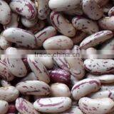 New Crop Light Red Speckled Kidne y Beans Long Shape Bamboo Bean for Europe thumbnail-1