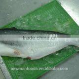Vietnam Frozen Pangasius Hypophthalmus Basa Catfish Fish thumbnail-2