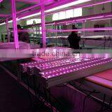 Red Blue UV White 36W LED Grow Bar Light Microgreen thumbnail-2