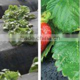 pp Woven Weed Control Black Plastic Mulch Ground Cover thumbnail-3