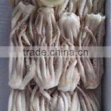Frozen Illex Squid Tentacle thumbnail-3