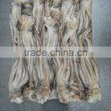 Frozen Tweed Bait Squid Heads thumbnail-2
