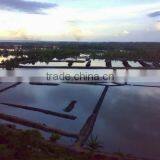 Sell Gracilaria, Eucheuma Spinosum And Eucheuma Cottoni Seaweeds thumbnail-3