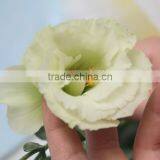China Factory Direct Lisianthus Flower thumbnail-4