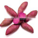 Sweet Potato Fresh Harvest Good Taste Sweet Potato thumbnail-4