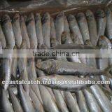 FROZEN INDIAN OIL SARDINE