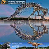 MY Dino-C071 Museum Prehistoric Animal Skeleton Model thumbnail-2