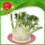 FRESH FENNEL thumbnail-2