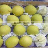 Sweet Chinese Ya Pear 2011 Corps thumbnail-1