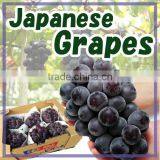 Delicious Safe Komitsu Apples From Japanese Apple Farms thumbnail-4