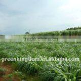 Perennial Tropical Forage Seeds Chinese Supplier thumbnail-1