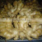 Fresh Air Dried Ginger thumbnail-2