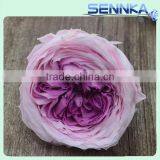 Wholesale Valentine's Day Gifts Purple Color Preserved Roses Flower Austin Rose Dried Flowers thumbnail-1