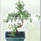 Indoor garden mini bonsai from Professional nurseries in China sageretia theezans bonsai