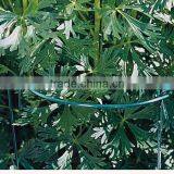 Garden Cradle Wire Climbing Plant Support Stick thumbnail-2