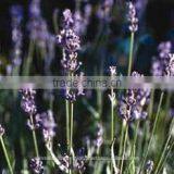 Lavendin Oil thumbnail-1