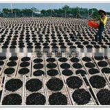 Laminaria Nori Seaweed,roasted Seaweed Snack,sea Moss,food Grade thumbnail-6