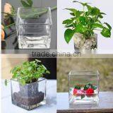 Home Table Decoration Square Clear Glass Plant Hydroponic Container Flower Vases thumbnail-1