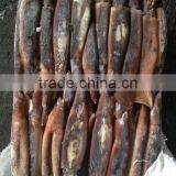 Frozen Illex Squid for Bait thumbnail-3