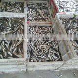 New Landing Fresh Frozen Anchovy for Fish Meal thumbnail-6
