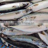 Frozen Mackerel Fish Good Quality thumbnail-4