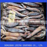 Whole Illex Squid Frozen