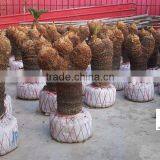 Cycas Revoluta Multi Branches thumbnail-4