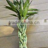 Braided Lucky Bamboo 12 Stems thumbnail-1