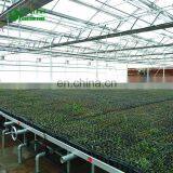 High Quality Wholesale Plant Nursery With Low Cost thumbnail-6
