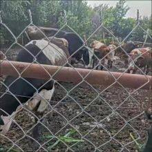 Chain Link Fence Pvc Coated Rolls Pet Fence Chain Link Fence Diamond Wire Mesh Chain Link Panels thumbnail-2