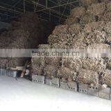 Licorice Root for Medicinal Usage thumbnail-3