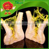 Low Price Wholesale Chinese Fennel Root Fresh Stem Vegetable thumbnail-2