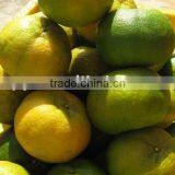 Fresh Mandarin Orange thumbnail-1