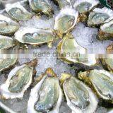 OYSTER FLAVOR/SEASONINGS thumbnail-1