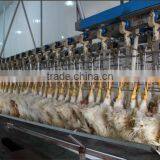 Chicken Abattoir House Slaughter Equipment thumbnail-5