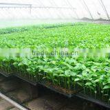 Direct Factory Price Crazy Selling Low Price Seedling Tray thumbnail-3