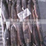 Thailand Loligo Squid Ille Squid thumbnail-1