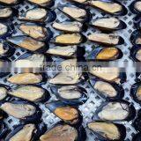 IQF Half Shell Blue Mussel thumbnail-2