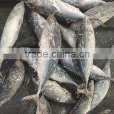 Frozen Bonito Tuna 750g up for Sale thumbnail-3