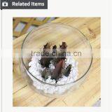 Mini Potted Succulents Flowering Succulent Plants Preserved Mini Succulent Plants Bonsai thumbnail-6